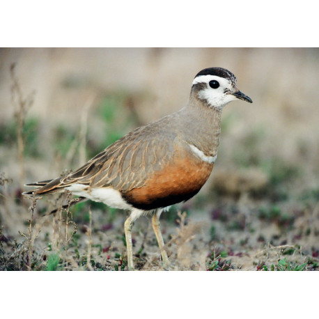 Dotterel Titchwell 1