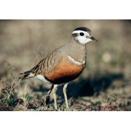 Dotterel Titchwell 2