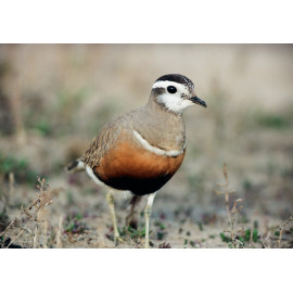 Dotterel Titchwell 3
