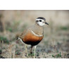 Dotterel Titchwell 3