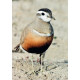 Dotterel Titchwell 4