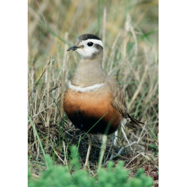 Dotterel Titchwell 5