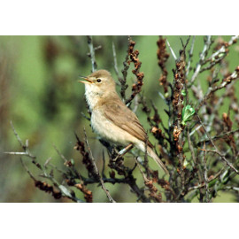 Booted Warbler Spurn