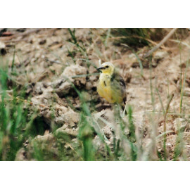 Citrine Wagtail Farlingham Marshes
