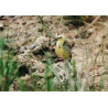 Citrine Wagtail Farlingham Marshes