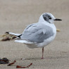Bonaparts Gull Shetland