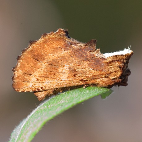 Coxcombe Prominent 2