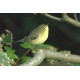 Willow Warbler Shetland 2