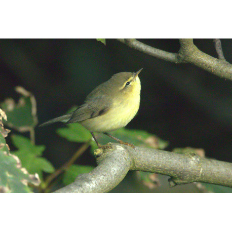 Willow Warbler Shetland 2