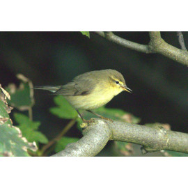 Willow Warbler Shetland 3