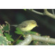 Willow Warbler Shetland 3