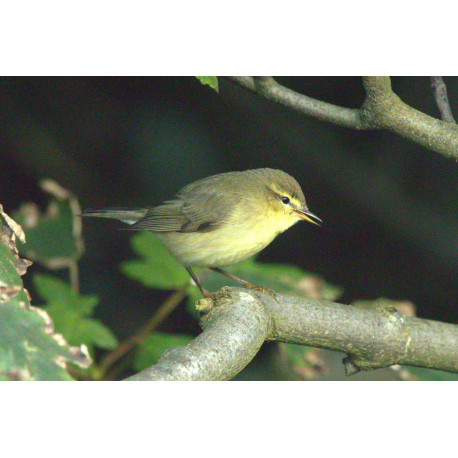 Willow Warbler Shetland 3