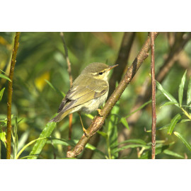 Arctic Warbler Shetland