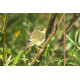 Willow Warbler Shetland 3