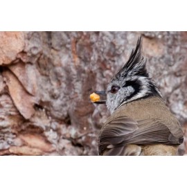 Crested Tit Scotland 3