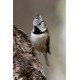 Crested Tit Scotland 4