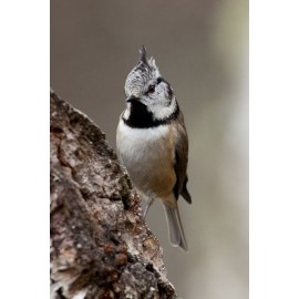 Crested Tit Scotland 4