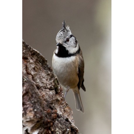 Crested Tit Scotland 4