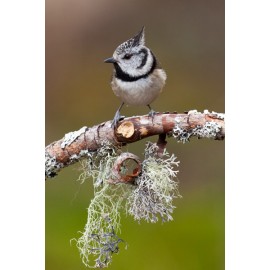 Crested Tit Scotland 5