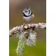 Crested Tit Scotland 4
