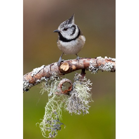 Crested Tit Scotland 4