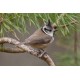 Crested Tit Scotland 6
