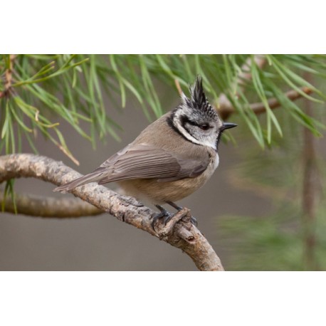 Crested Tit Scotland 6