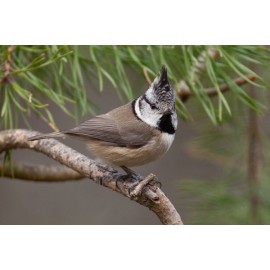 Crested Tit Scotland 7