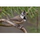 Crested Tit Scotland 7