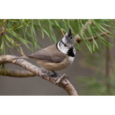 Crested Tit Scotland 7