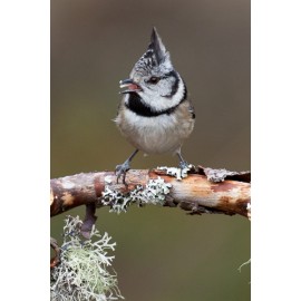Crested Tit Scotland 9