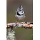 Crested Tit Scotland 9