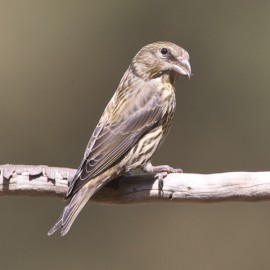 Crossbill Suffolk