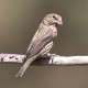 Crossbill Suffolk