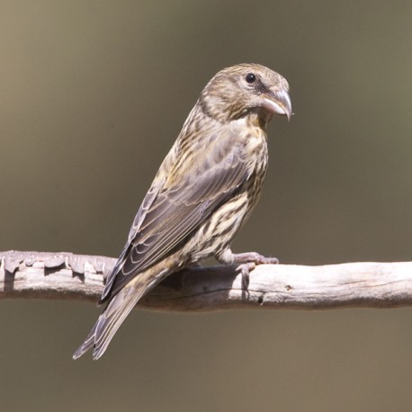 Crossbill Suffolk