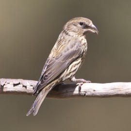 Crossbill Suffolk 1