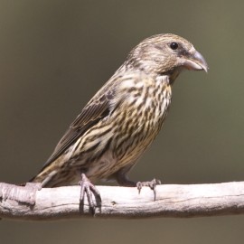 Crossbill Suffolk 2