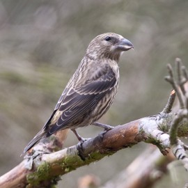 Crossbill Suffolk 4