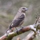 Crossbill Suffolk 4