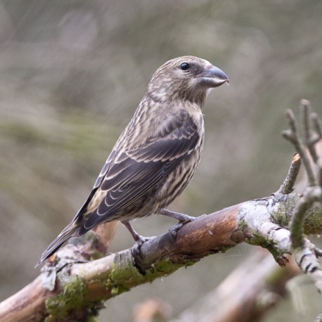 Crossbill Suffolk 4