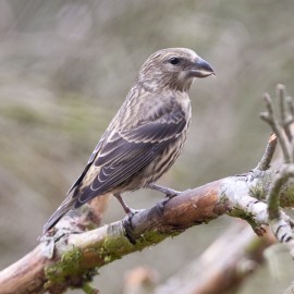Crossbill Suffolk 5
