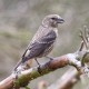 Crossbill Suffolk 5