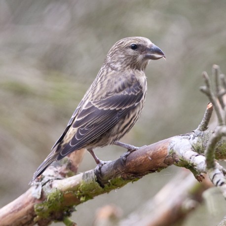 Crossbill Suffolk 5