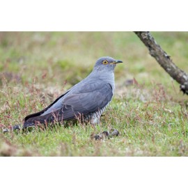 Cuckoo Surrey