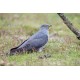 Cuckoo Surrey
