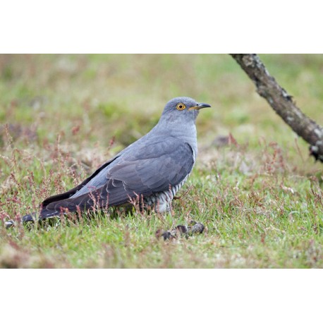 Cuckoo Surrey