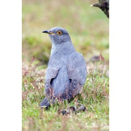 Cuckoo Surrey 1