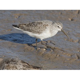 Curlew Sandpiper Titchwell 1