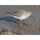 Curlew Sandpiper Titchwell 1
