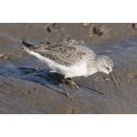 Curlew Sandpiper Titchwell 3